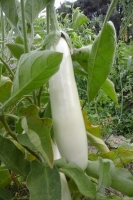 Aubergine  'longue blanche' ( n et p )