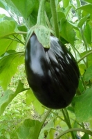 Aubergine  ( n et p )
