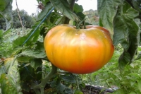 Tomate ancienne