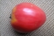 Tomate ancienne - image 4