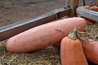 Potiron banana pink à la coupe 1kg