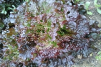 Grenobloise laitue batavia