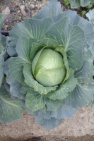 Choux blanc 'cabus'