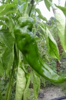 Poivron ' yolo wonder|quadrato' (n et p)