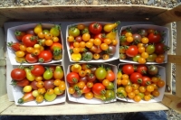 Mix tomates cocktail