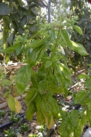 Basilic vert à grande feuille ( n et p )