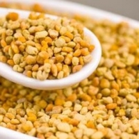 Pollen frais de chataigner