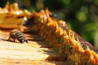 Propolis en poudre