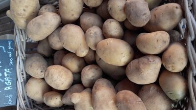 Pomme de terre