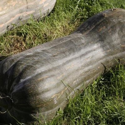 Courge pleine de naples-1/2 entre 5 et 7 kg