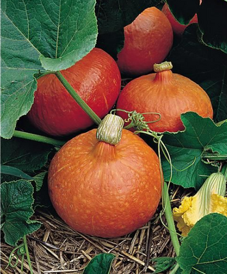 Potimarron 1.5kg  à 2kg