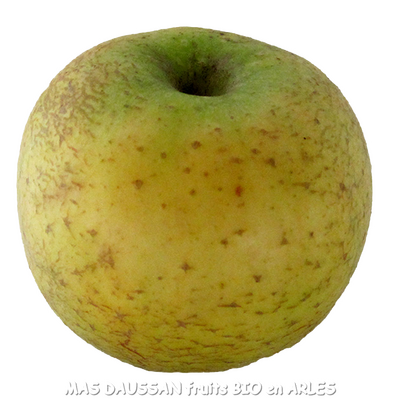 2 kg de pomme bio chantecler