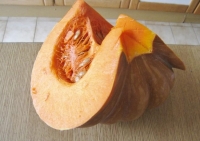 Courge muscade, plein champ