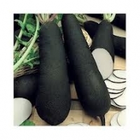 Radis noir d'hiver