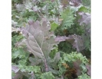 Choux kale
