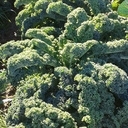 Choux kale