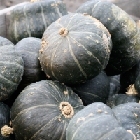 Potiron doux vert d'hokkaido