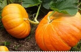 Citrouille 5 kg