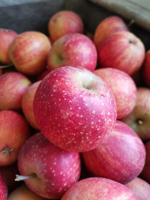 Pomme rubinette