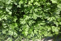 Persil plat ( n et p )