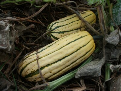 Courge patate