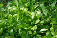 Mache nature et progrès