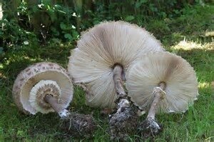 Lépiotes séchés