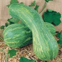 Courge de nice