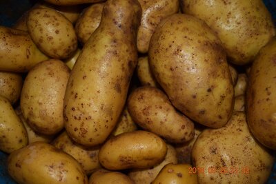 Pommes de terre allians