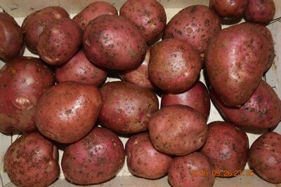 Pommes de terre dalida