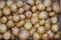 Pommes de terre sirtema