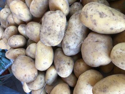Pommes de terre mona