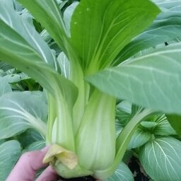 Pak choi