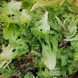 Salade mêlée