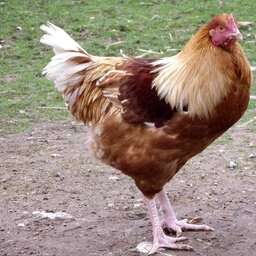 Chapon fermier