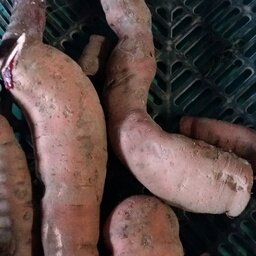 Patate douce