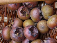 Nèfles mûres à faire blettir