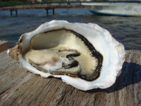 Vente speciale fëtes 12 huîtres de bouzigues n°1