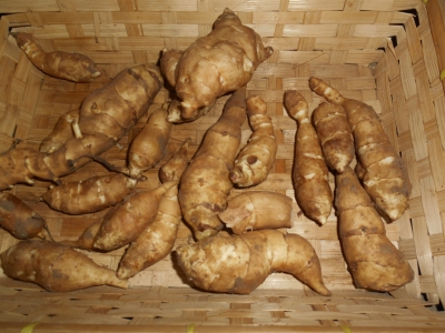 Hélianthis