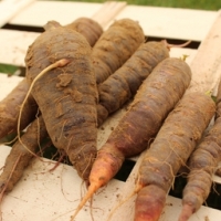 Carottes violettes