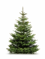 Sapin de noël - nordmann - 150 à 175 cm - fraichement coupé