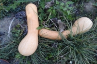 Courge 'longue de nice'