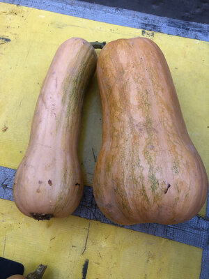 Courge sucrine