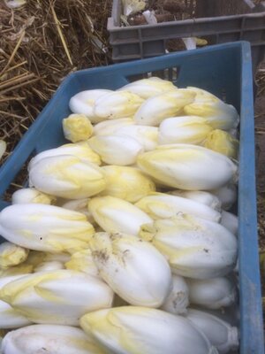 Endives de pleine terre