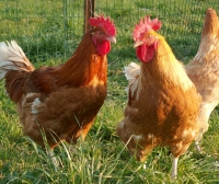 Poulet pret à cuir 2.2 kg