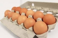 Oeufs bio plaine air