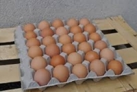 Oeufs bio plaine air