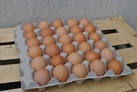 Oeufs bio plaine air