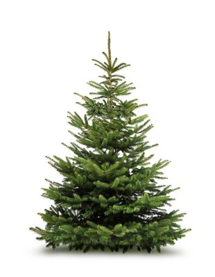 Sapin de noël - épicéa - 175 à 200 cm - fraichement coupé-
