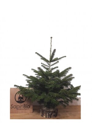 Sapin nordmann bio 0,80-1,00 + rondelle